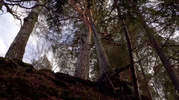 Raízes de pinheiros na floresta — Vídeo de Stock