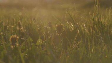 gün batımında yabani çim ve karahindiba ile alan
