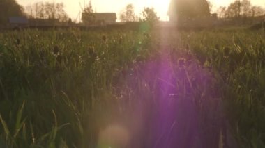 Beyaz kavak kabartmak gün batımı bir alanda uçar