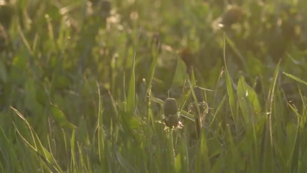 Pole s divokými trávníky a dandelii při západu slunce — Stock video