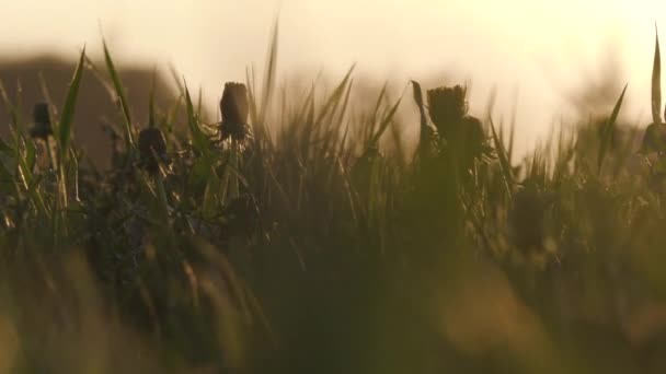 Feld mit wildem Gras und Löwenzahn bei Sonnenuntergang — Stockvideo