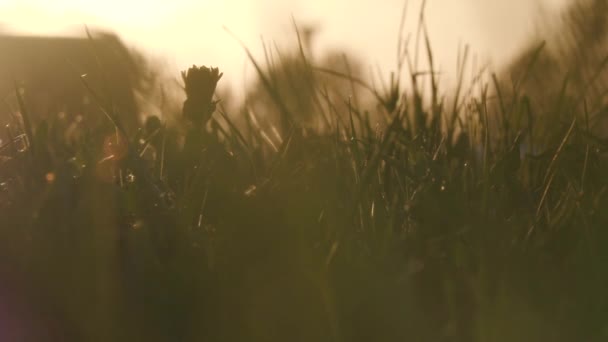 日没時に野生の草とタンポポを持つフィールド — ストック動画