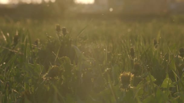 Pelusa de álamo blanco vuela en un campo al atardecer — Vídeos de Stock