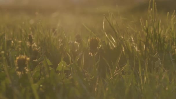 Campo con erba selvatica e denti di leone al tramonto — Video Stock