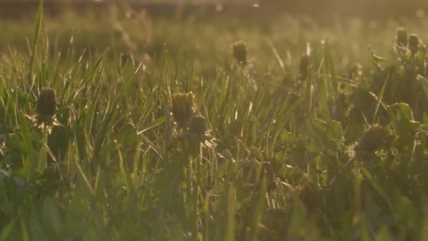 Campo com grama selvagem e dentes de leão ao pôr do sol — Vídeo de Stock