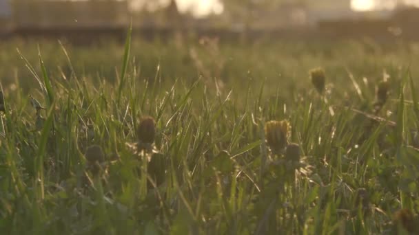 Weiße Pappelflaum fliegt in einem Feld bei Sonnenuntergang — Stockvideo