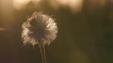 Yalnız karahindiba yakın gün batımı