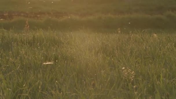 Witte populier pluis vliegt in een veld bij zonsondergang — Stockvideo