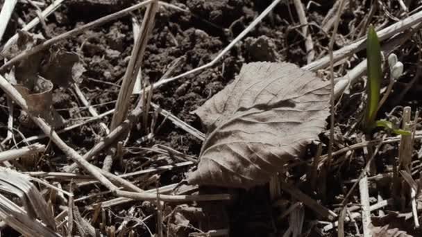 Laatste jaren herfst blad hangertjes in de wind — Stockvideo