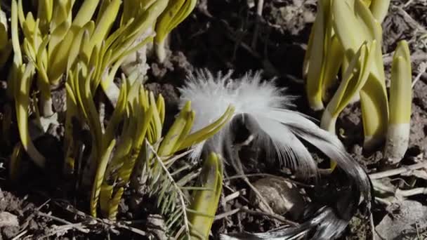 Plume d'oiseau se balançant dans le vent gros plan — Video