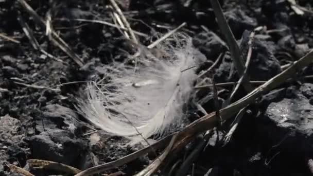 Vogelfeder wiegt sich im Wind in Großaufnahme — Stockvideo