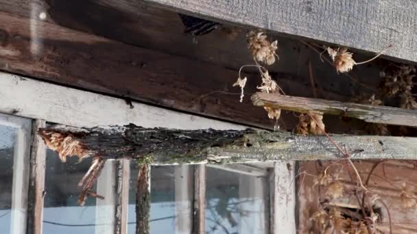 Neve derrete e gotas de água gotejamento do telhado velho da casa — Vídeo de Stock