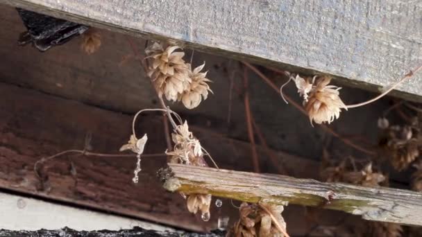 Nieve se derrite y gotas de agua gotean desde el viejo techo de la casa — Vídeo de stock