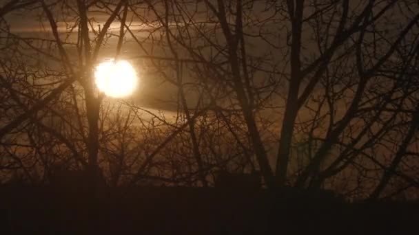 Coucher de soleil sur les branches des arbres timelapse vidéo — Video