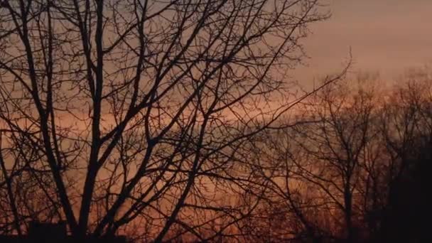 Puesta de sol sobre ramas de árboles timelapse video — Vídeos de Stock