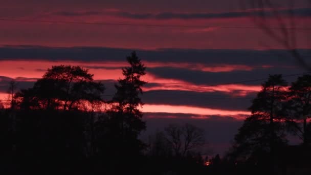 Захід сонця над гілками дерев — стокове відео