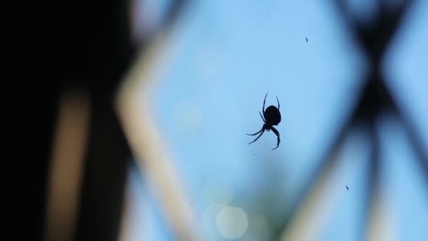 Spider hänger på en spindelnät mot ett fönster på dagtid — Stockvideo