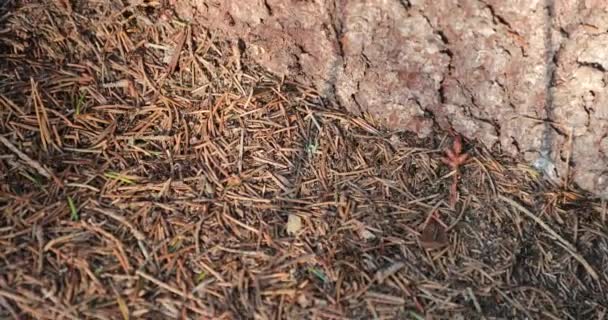 Hormiguero en el bosque durante el día y la temporada de otoño — Vídeo de stock