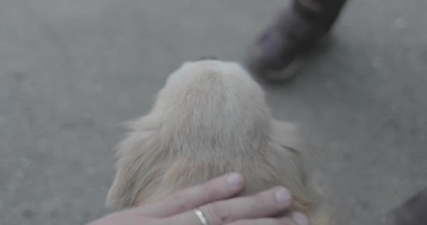El bir köpek ilk kişi görünümü okşayarak — Stok video