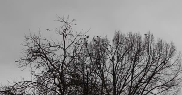 Bandada de cuervos cerca del árbol seco en la temporada de otoño — Vídeo de stock