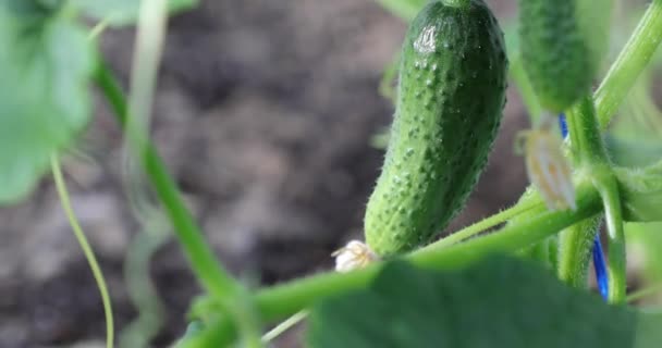 Pepino em uma estufa no verão — Vídeo de Stock