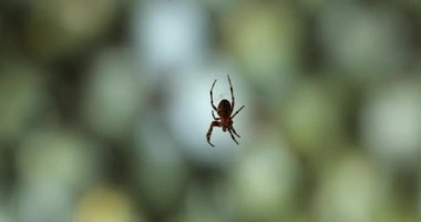 ahşap bir kulübe video 4k bir web üzerinde örümcek