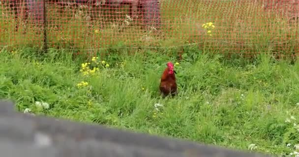 Rooster on the grass in summer in the daytime — Stock Video