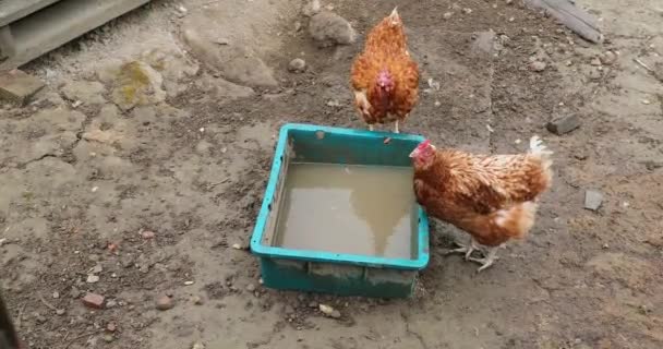 鸡在夏天的鸡舍 — 图库视频影像