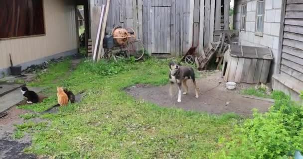 Cão e três gatos no pátio — Vídeo de Stock