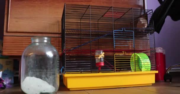 Hamster in een kooi-en thuisomgeving — Stockvideo