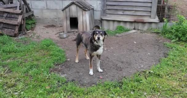 Hond op een ketting in de buurt van zijn houten Booth — Stockvideo