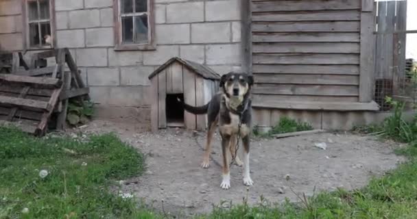Собака на цепи рядом с деревянной будкой — стоковое видео