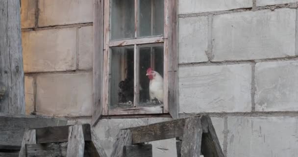Pollo blanco mirando por la ventana video 4k — Vídeo de stock