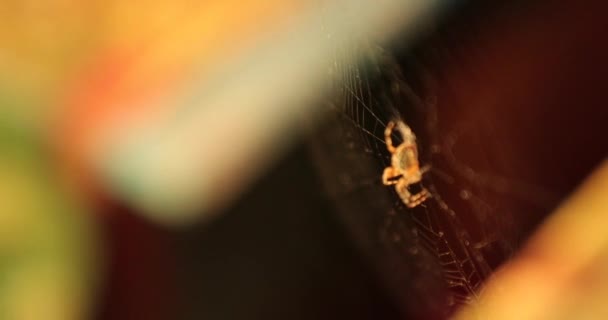 Паук на паутине в деревянной хижине видео 4k — стоковое видео