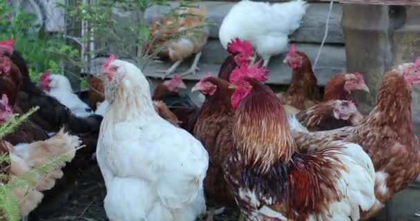 Kip in het kippenhok in de zomer — Stockvideo