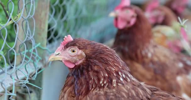 Chicken in the henhouse in the summer — Stock Video