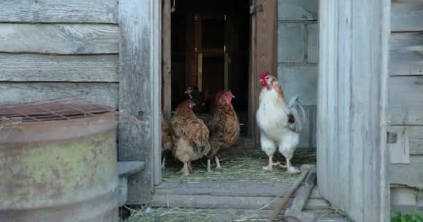 Frango no galinheiro no verão — Vídeo de Stock