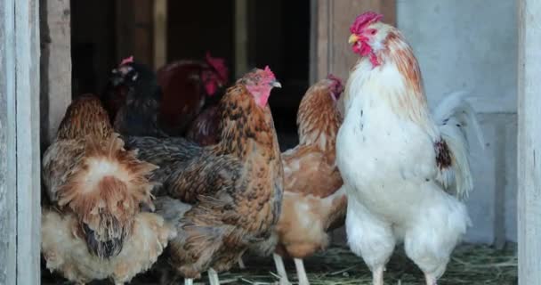 Chicken in the henhouse in the summer — Stock Video