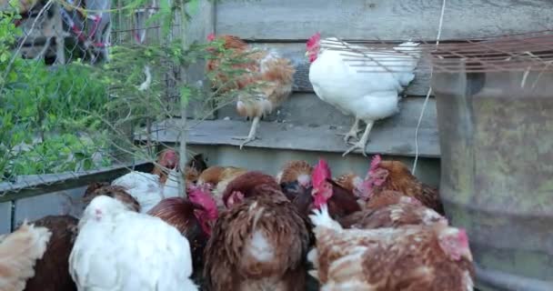 Kip in het kippenhok in de zomer — Stockvideo