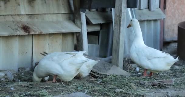 Biały gęsi na farmie w godzinach popołudniowych — Wideo stockowe