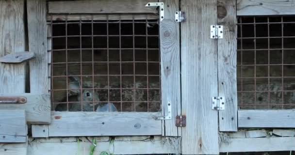 Kaninchen hinter Gittern in ihrem Holzhaus — Stockvideo