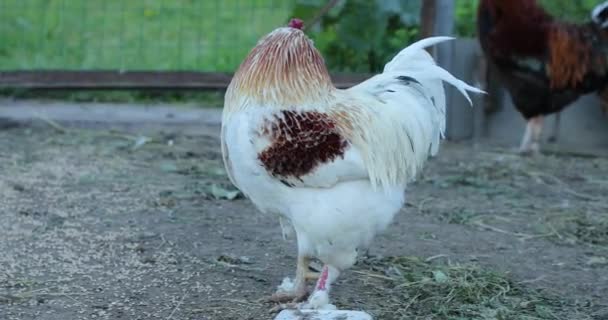 Witte haan op een boerderij in een kippenhok — Stockvideo