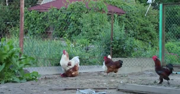 Κοτόπουλο στο κοτέτσι το καλοκαίρι — Αρχείο Βίντεο