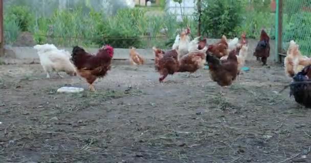 Kip in het kippenhok in de zomer — Stockvideo