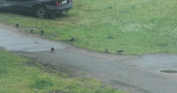 Crows after the rain on the path in the yard — Stock Video