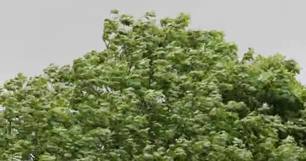 Grüne Blätter von Bäumen und Pflanzen video 4k — Stockvideo