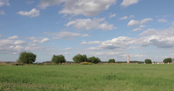 Ландшафт зеленого поля с деревьями против голубого неба и белых облаков — стоковое видео