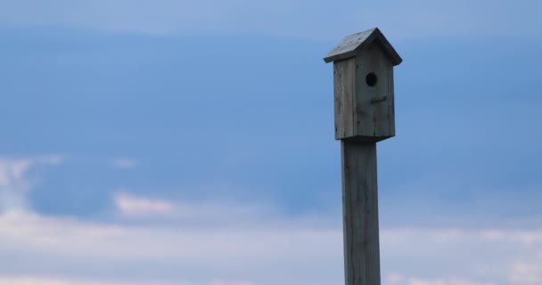 Nichoir sur fond bleu ciel vidéo 4k — Video