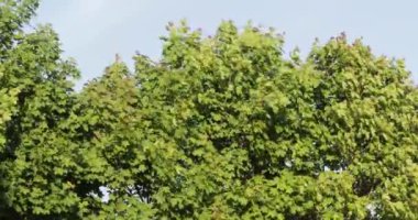 gökyüzüne karşı yaz aylarında yeşil ağaç dalları