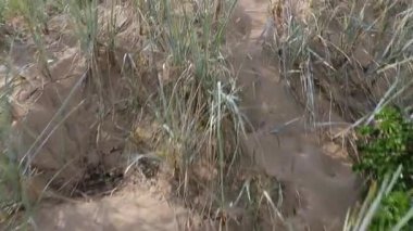 kamera çim ile kumlu bir plaj alır ve sonra yükselir ve denize gider.